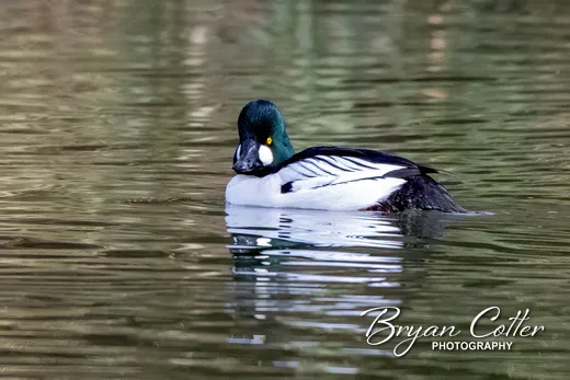 Common Goldeneye