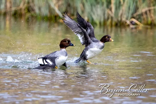 Common Goldeneye