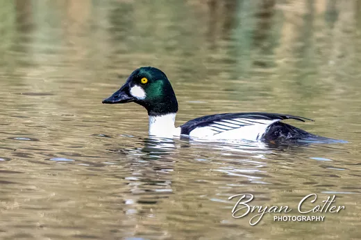 Common Goldeneye