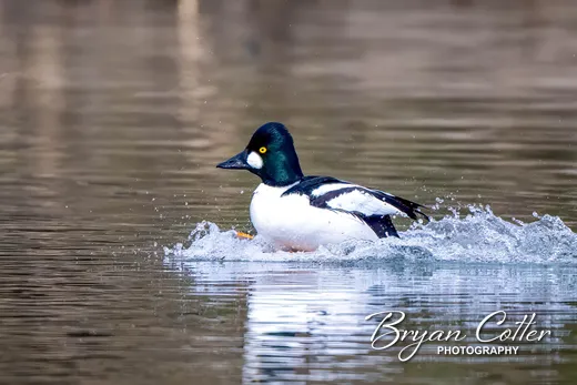 Common Goldeneye