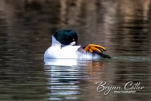 Common Goldeneye
