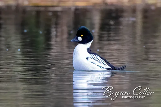 Common Goldeneye