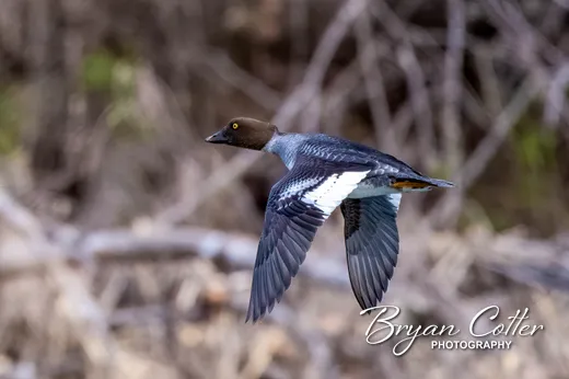 Common Goldeneye