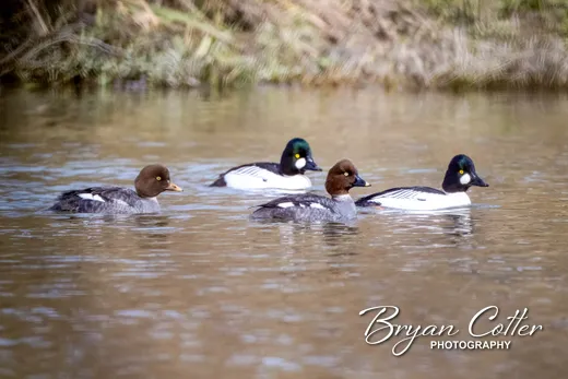 Common Goldeneye