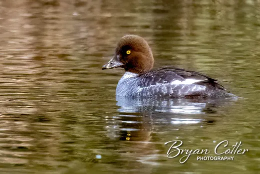 Common Goldeneye