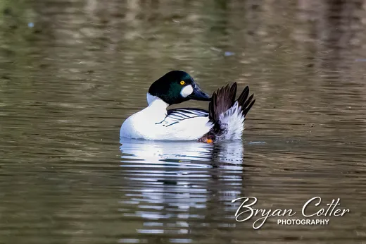 Common Goldeneye