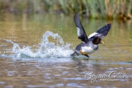 Common Goldeneye