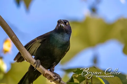 Common Grackle