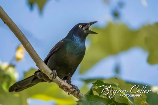 Common Grackle