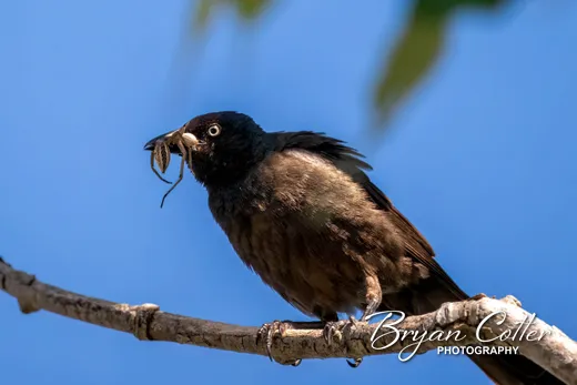 Common Grackle