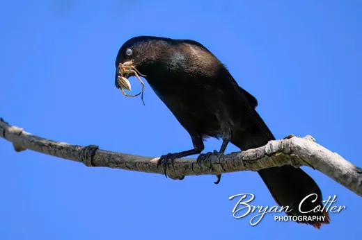 Common Grackle