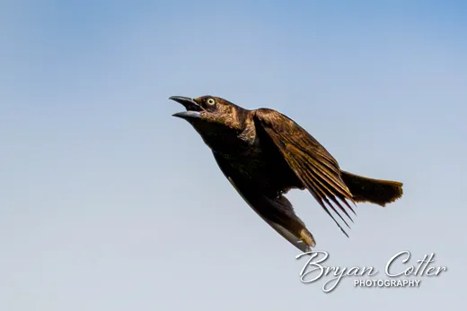 Common Grackle photographed in Texas by Bryan Cotter