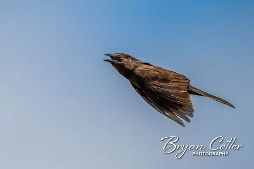 Common Grackle