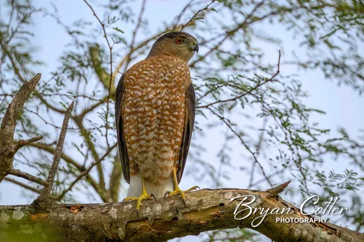 Cooper's Hawk