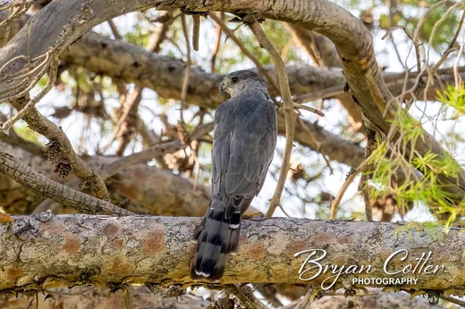 Cooper's Hawk