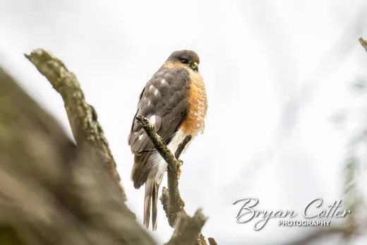 Cooper's Hawk