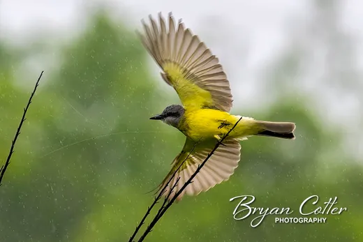 Couch's Kingbird