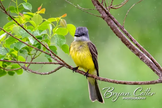 Couch's Kingbird