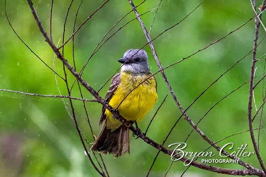 Couch's Kingbird