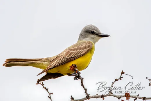 Couch's Kingbird