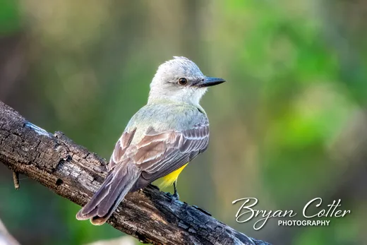 Couch's Kingbird