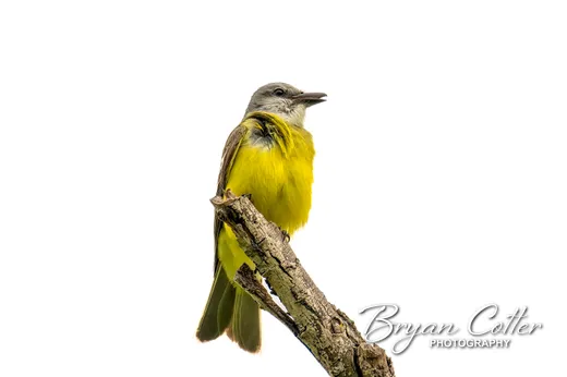 Couch's Kingbird photographed in Texas by Bryan Cotter