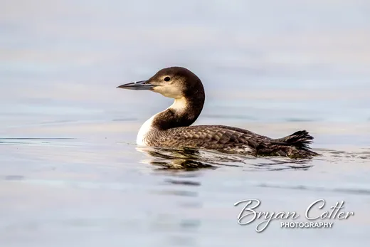Common Loon