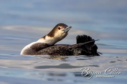 Common Loon