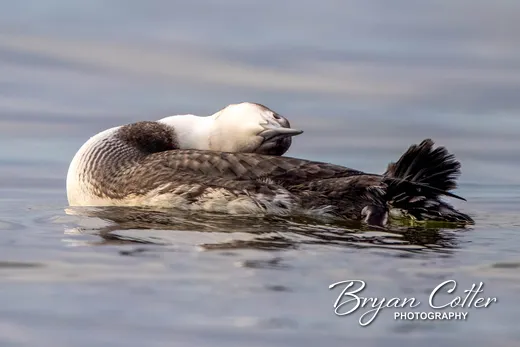 Common Loon