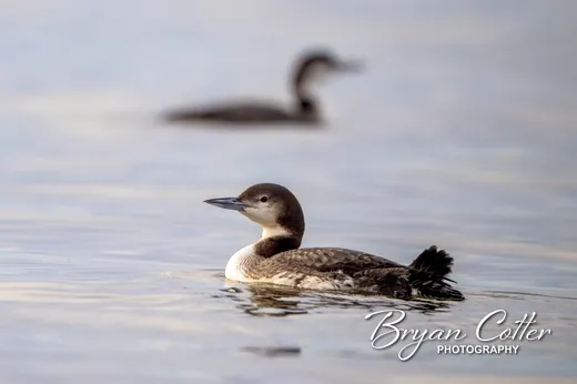 Common Loon