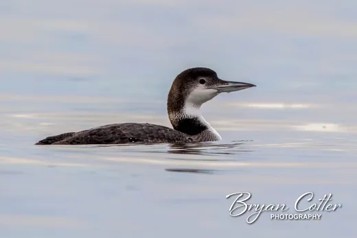 Common Loon