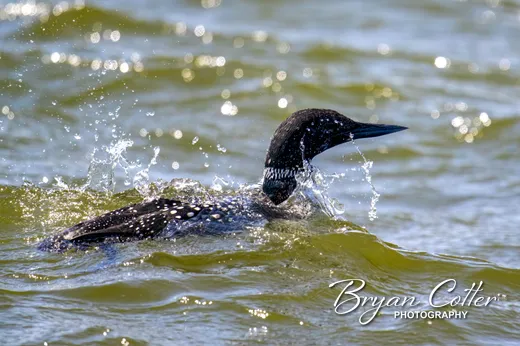 Common Loon