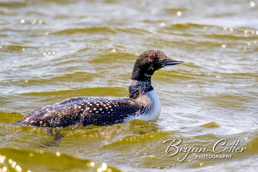 Common Loon