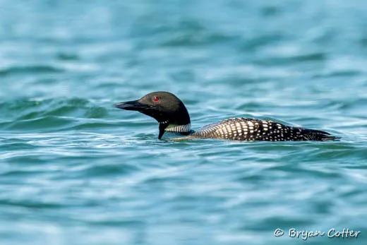 Common Loon