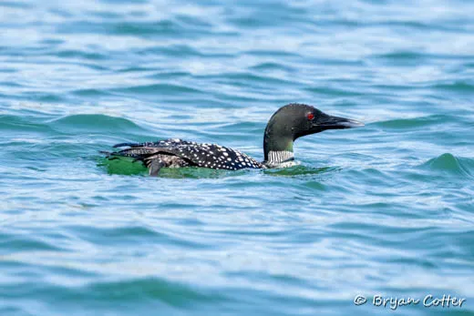 Common Loon