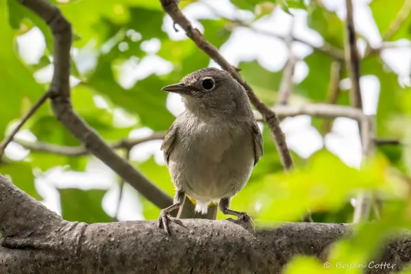 Colima Warbler - photo by Bryan Cotter