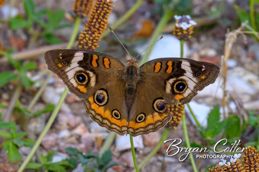 Common Buckeye photographed in Texas by Bryan Cotter