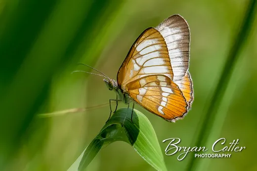 Common Mestra photographed in Texas by Bryan Cotter