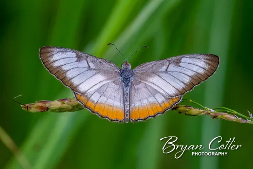 Common Mestra
