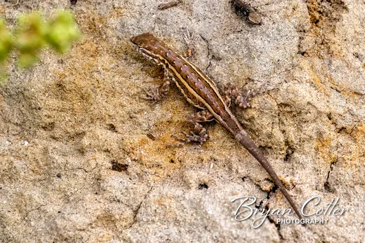 Common Side-blotched Lizard