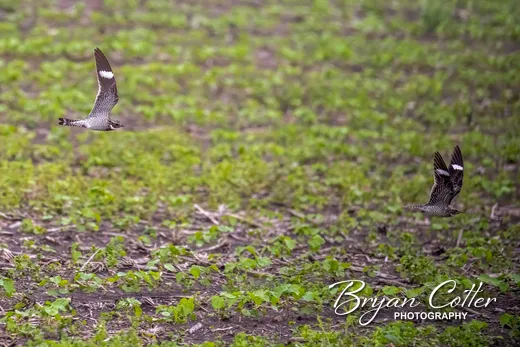 Common Nighthawk