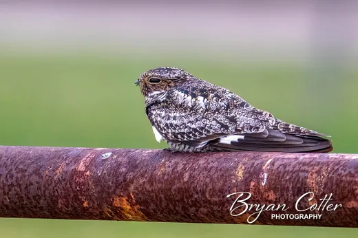 Common Nighthawk photographed in Texas by Bryan Cotter