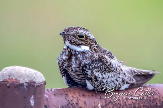 Common Nighthawk