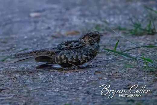 Common Pauraque photographed in Texas by Bryan Cotter