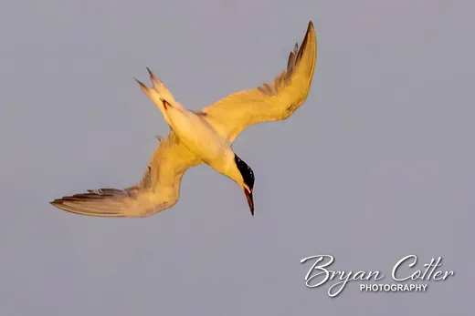 Common Tern photographed in the Coastal Bend region of Texas by Bryan Cotter