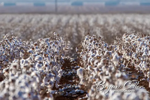 Cotton
