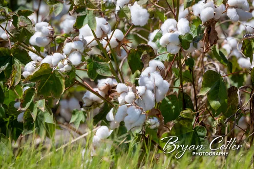 Cotton