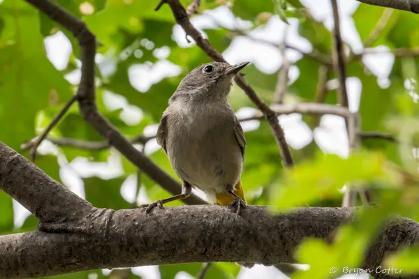Colima Warbler