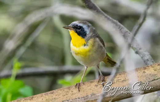 Common Yellowthroat photographed in Texas by Bryan Cotter