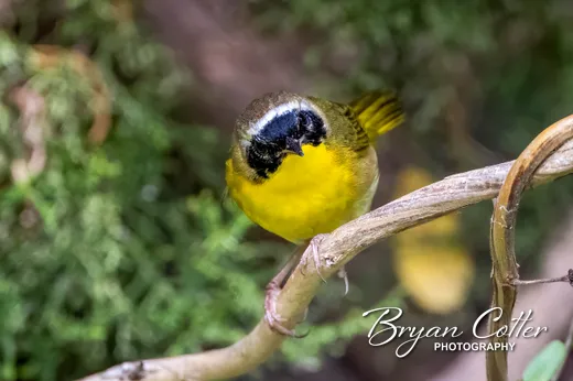Common Yellowthroat photographed in Texas by Bryan Cotter